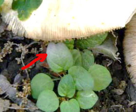 I ritrovamenti del 24.05.2011.fatte con nonno Antonio